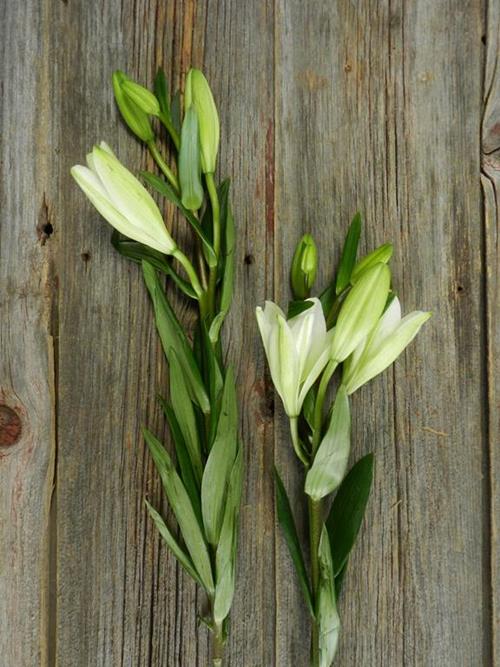 BACH  WHITE LA HYBRID LILIES